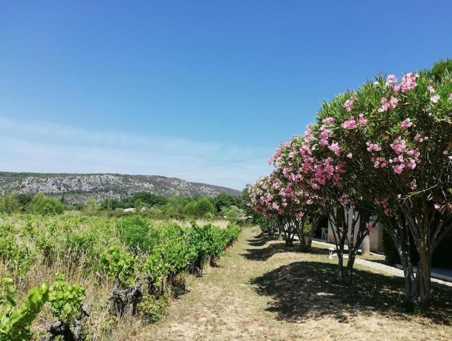 Maison A Louer En Ardeche Du Sud Saint-Martin-dʼArdèche Dış mekan fotoğraf